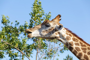 Image showing Giraffe on the tree and sky background