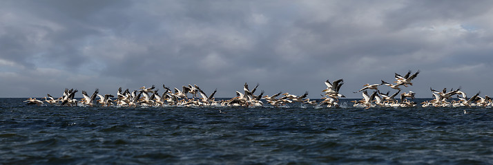 Image showing soaring flock of pink pelicans