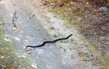 Image showing Black Snake Crawls