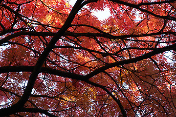 Image showing Japanese Mountainash (Sorbus commixta, rosaceae) in the autumn with red leaves, botanical garden, Gothenburg, Sweden