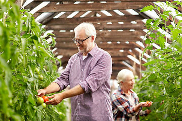 Image showing old couple picking tomatoes up at farm greenhouse