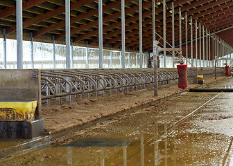 Image showing cowshed stable on dairy farm