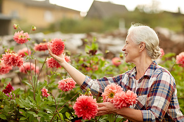 Image showing senior woman with flowers at summer garden