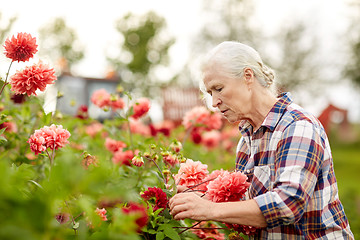 Image showing senior woman with flowers at summer garden