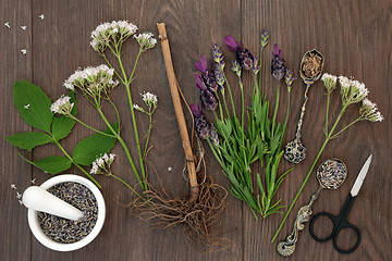 Image showing Lavender and Valerian Herb Flowers