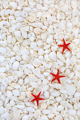 Image showing Starfish and Seashell Background