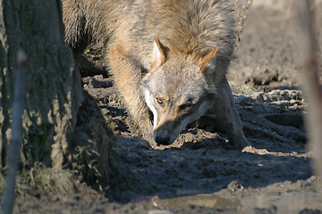 Image showing Wolf