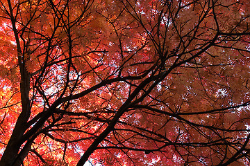 Image showing Japanese Mountainash (Sorbus commixta, rosaceae) in the autumn with red leaves, botanical garden, Gothenburg, Sweden