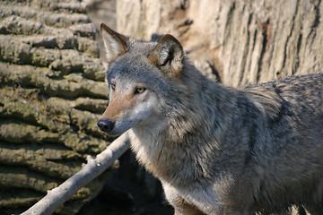 Image showing Wolf