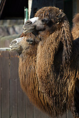 Image showing Camels 