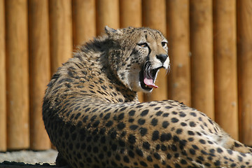 Image showing Cheetah