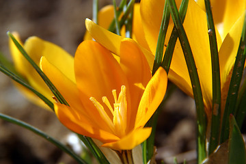 Image showing Crocus