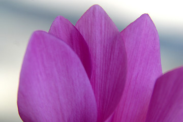 Image showing Sheets of purple flower