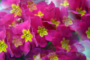 Image showing Pink primula flowers