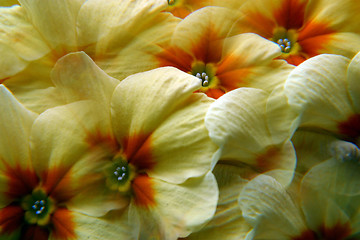 Image showing Yellow primula flowers