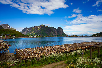 Image showing Fish heads drying on racks