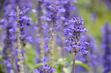 Image showing Blooming blue bugleweeds Ajuga