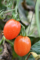 Image showing Fresh red tomatoes