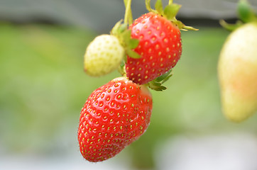 Image showing Fresh strawberries that are grown in greenhouses