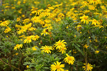 Image showing Coreopsis verticillata flower