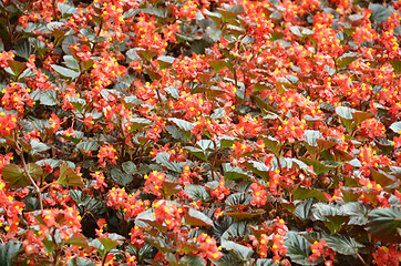 Image showing Flowers begonia. Begonia is a flower of extraordinary beauty