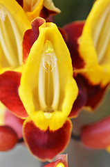 Image showing Thunbergia mysorensis, also called Mysore trumpetvine