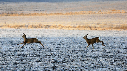 Image showing Two White-Tailed Deers Running 