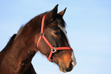 Image showing Portrait of Beautiful Horse 