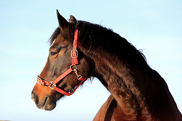 Image showing Head of Beautiful Bay Horse 