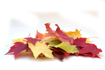 Image showing Colorful Leaf Pile