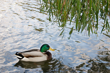 Image showing Mallard