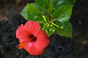 Image showing Red and beautiful exotic flower