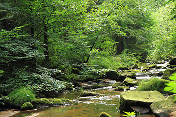 Image showing river in the green spring forest