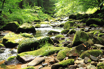 Image showing river in the green spring forest