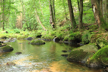 Image showing river in the green spring forest