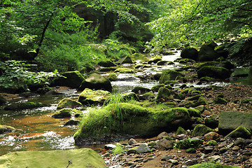 Image showing river in the green spring forest