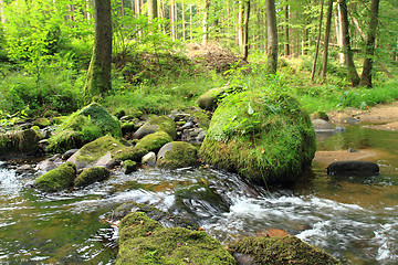 Image showing river in the green spring forest