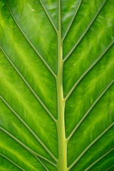 Image showing Close up of a green exotic leaf