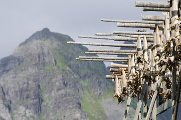 Image showing Codfishes drying in Lofoten Islands