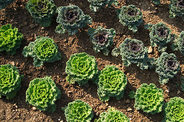 Image showing Geometrically planted green cabbages, EXPO of Lisbon , Portugal