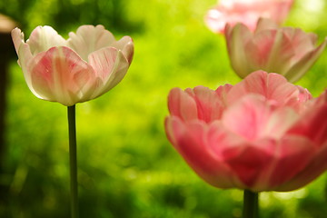 Image showing Pink tulips