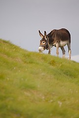 Image showing Grazing Donkey i