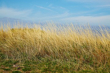 Image showing Dry autumn meadow