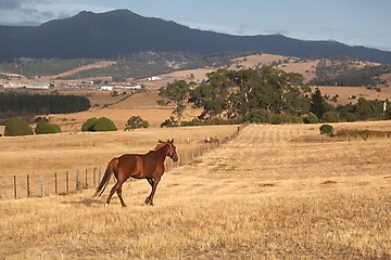 Image showing Framland with horse