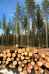 Image showing Cut logs at the edge of the forest