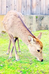 Image showing Cute Japanese deer eating grass in Nara