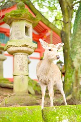 Image showing Cute Japanese deer and stone lantern at Kasuga Taisha shrine in Nara