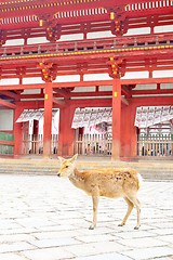 Image showing Japanese sika deer in front of Todaiji temple, Nara