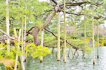 Image showing Support beams for pine tree in Kenroku-en park