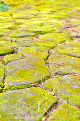 Image showing Moss on stepping stones in Japanese garden